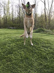 My Beautiful Dog again